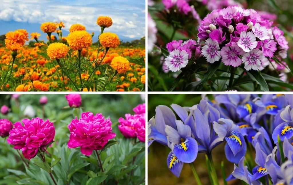 From Grandparents’ Gardens to Ours: 5 Timeless Flowers That Bloom with Memories