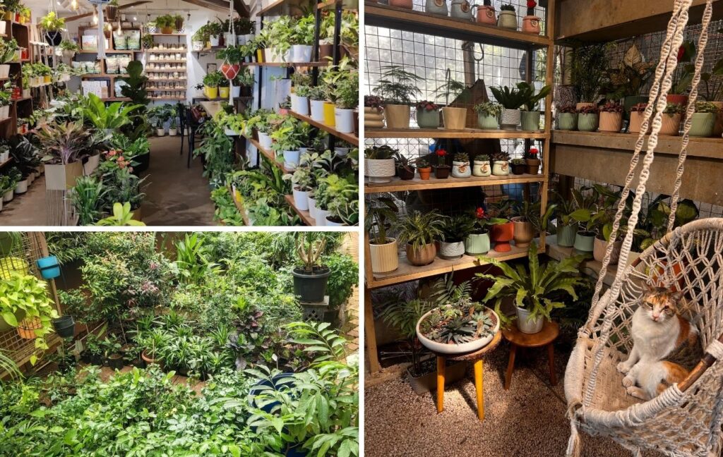 Pune’s Blossoming Plant Industry: Where Aesthetic Nurseries Meet Generational Garden Centres