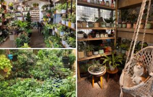 Pune’s Blossoming Plant Industry: Where Aesthetic Nurseries Meet Generational Garden Centres