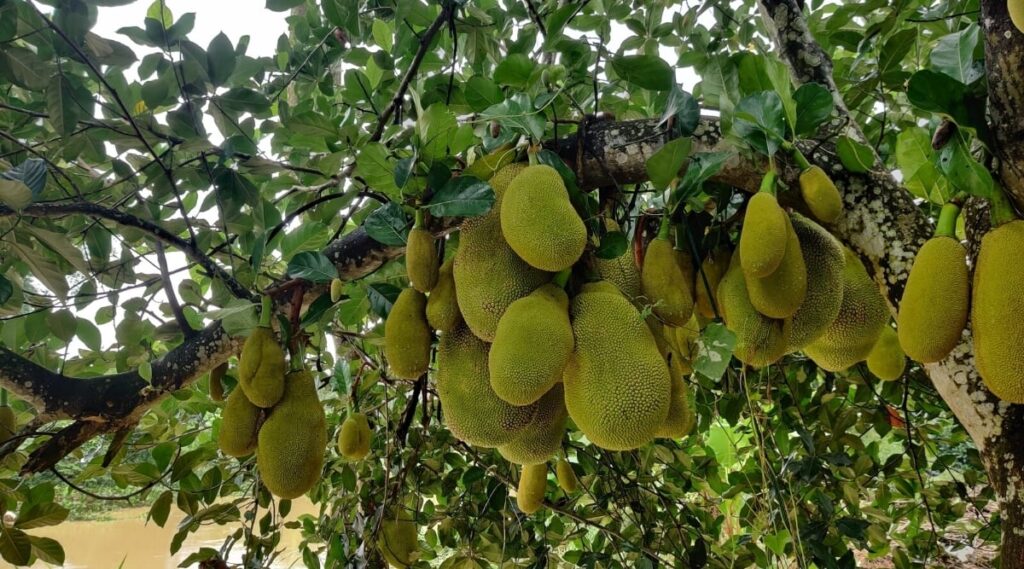 Grow Your Own Jackfruit (Kathal) Tree at Home: A Complete Guide for Gardeners