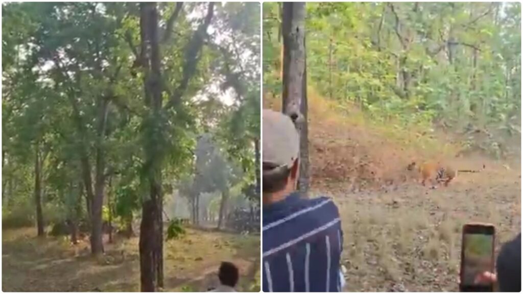 Tigress Lakshmi Attacks Leopard in Pench Tiger Reserve, Shocking Tourists During Safari
