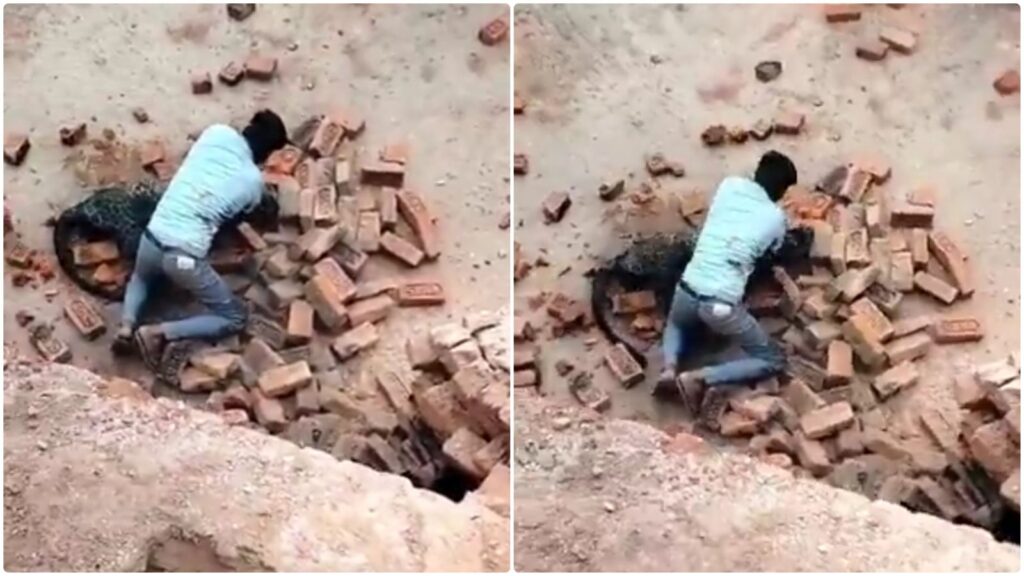 Man vs Leopard: Brick Kiln Worker Fights Off Wild Cat in Uttar Pradesh, Video Goes Viral