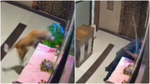 Dog Brutally Beaten and Thrown from 17th Floor in Mumbai; Shocking Video Triggers Public Outrage
