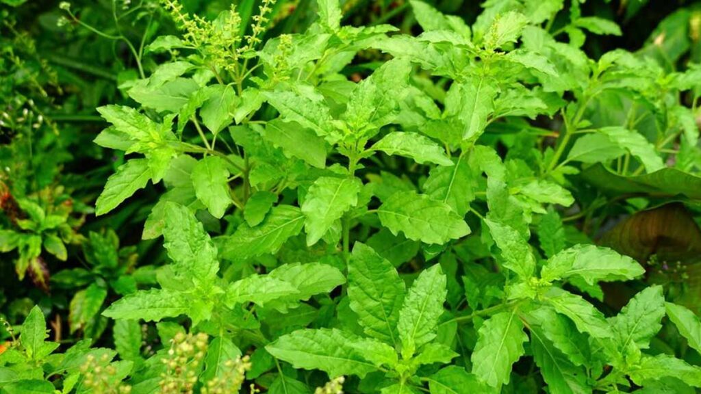 Can Eating 3 Tulsi Leaves Really Reduce Stress in 40 Minutes? Here's What Experts Say