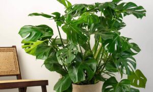 Monstera Houseplants: 6 Key Benefits That Improve Your Home and Well-being