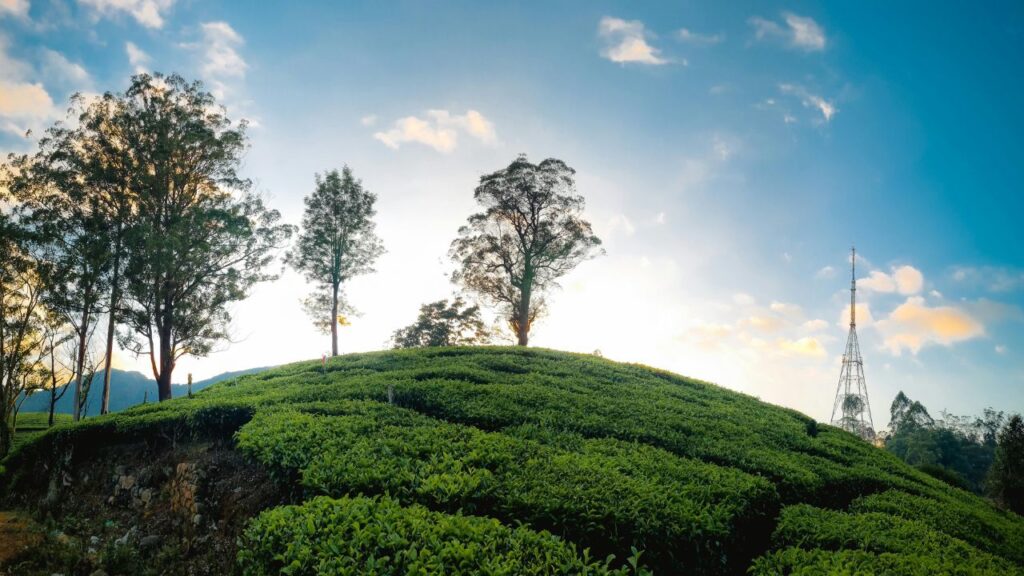Love in the Rain: 5 Magical Places in India for Couples This Monsoon