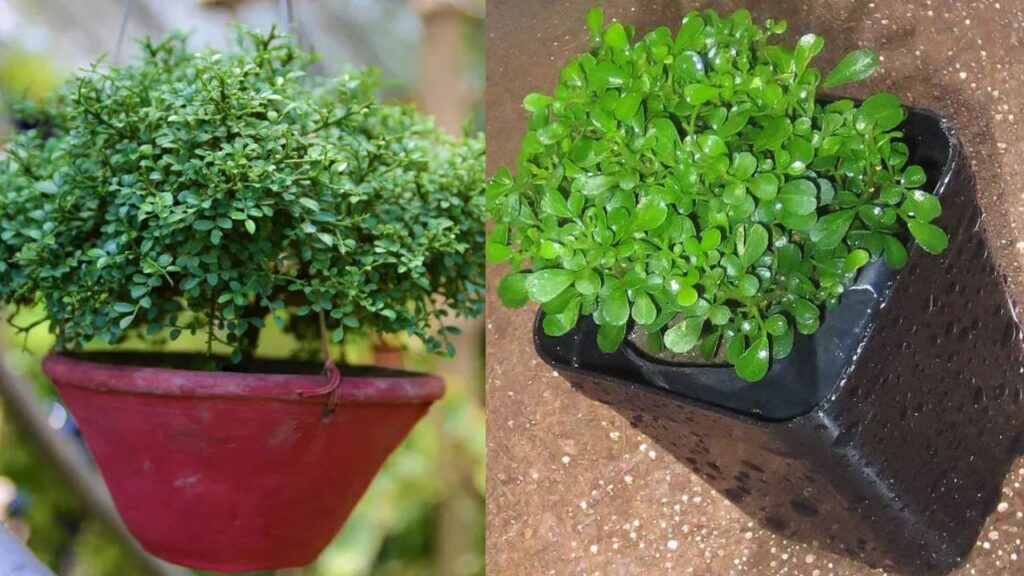 No More Coils, This Plant Is All You Need to Stay Mosquito-Free
