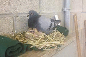 Is a Pigeon's Nest at Home a Sign of Good Luck or Misfortune? Here’s What Vastu Shastra Says