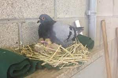 Is a Pigeon's Nest at Home a Sign of Good Luck or Misfortune? Here’s What Vastu Shastra Says