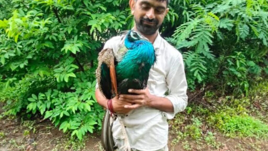 Pune: Injured Peacock Rescued Near Charholi During Wari; Vikram Bhosale Urges Devotees To Stay Alert