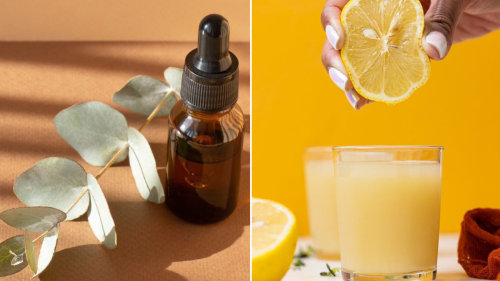 Say Goodbye to Mosquitoes This Monsoon with These Natural Remedies That Cost Less Than ₹10