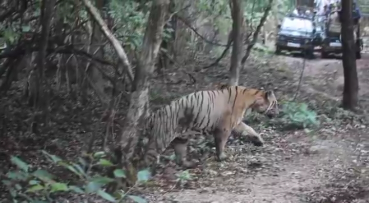 The Fallen King Roars Again: Chhota Matka Makes a Fierce Comeback in Tadoba