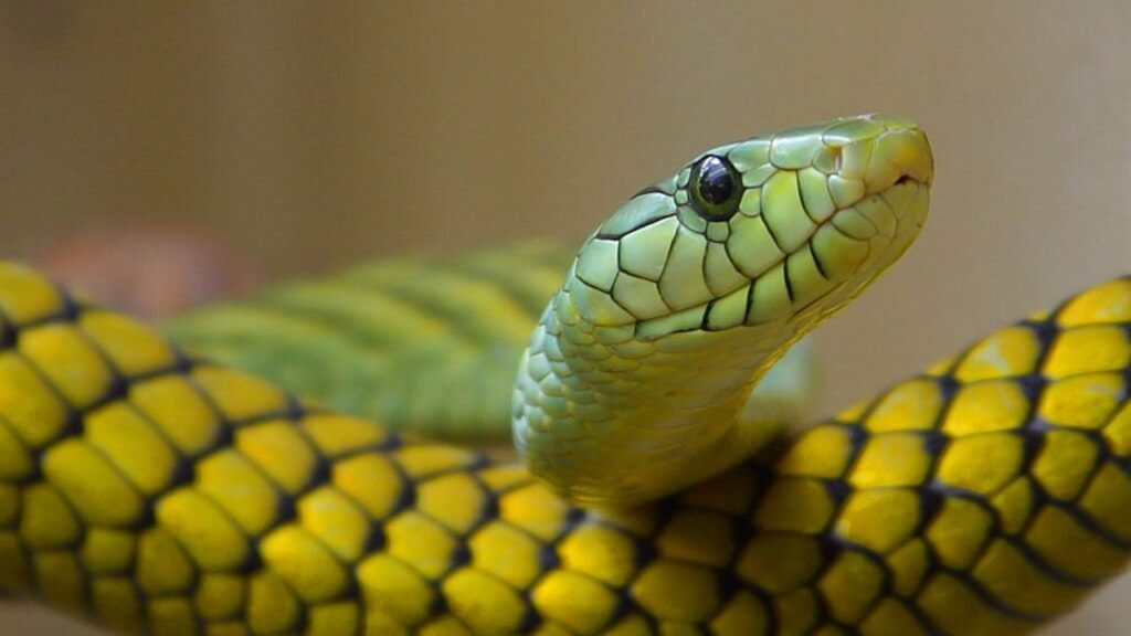 Bitten by a Snake? Here’s What You Must Do Quick