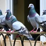 Keep Your Balcony Pigeon-Free With Humane Methods