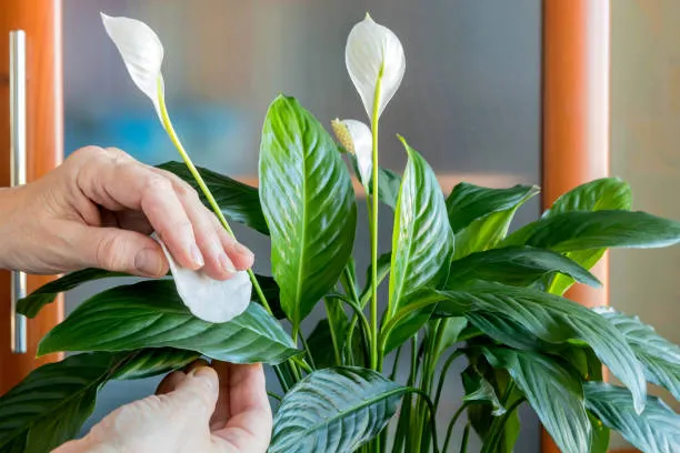 This NASA-Approved Plant List Can Actually Clean the Air in Your Home