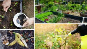 Turn Kitchen Waste into Garden Gold: 10 Household Items That Can Revive Your Plants Naturally