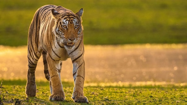 Farewell to a Queen: Tigress Arrowhead's Final Walk Leaves Ranthambore Mourning a Legend