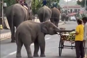‘Who Will Pay?’: Baby Elephant’s Snack Break at Roadside Cart Wins the Internet
