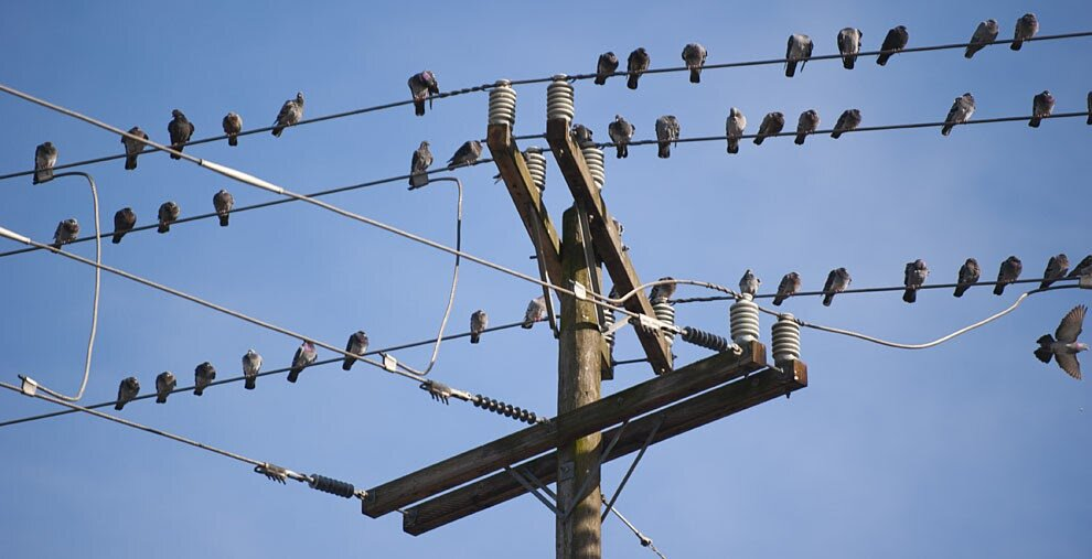 Why Are Birds Safe on Electric Wires While Snakes & Monkeys Suffer Shocks?