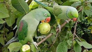 Why Parrots Love Guavas: A Natural Bond Rooted in Taste, Color, and Nutrition