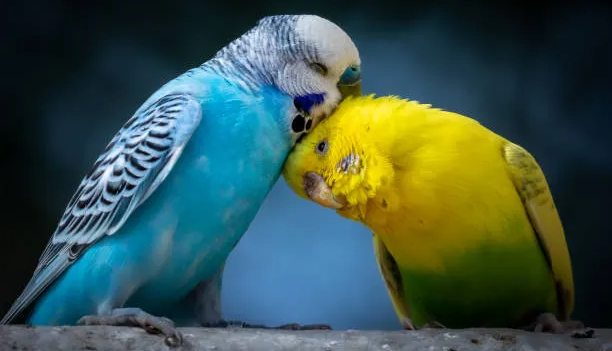 Don’t Want a Dog or Cat? These 8 Pet Birds Are Perfect for You