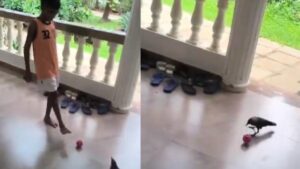 Must Watch Viral Video: Crow Playing Football with Boy in South Goa