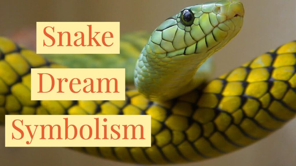 What It Means to Repeatedly See Snakes in Dreams: A Deeper Look into the Signs