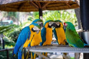Vegetarian Birds: Meet the Feathered Friends That Eat Only Plants