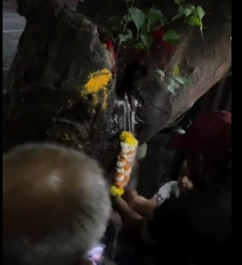 VIDEO: ‘Miracle Water’ from Tree Stuns Pune People, But Civic Body Finds It’s a Leaking Pipeline