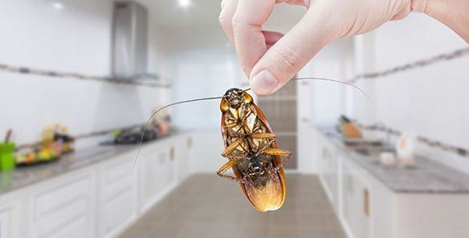 Simple Kitchen Hack to Eliminate Cockroaches Using Just a Spoon of Sugar Goes Viral