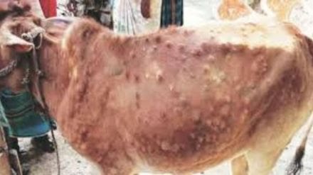 Lumpy Skin Disease Resurfaces in Pimpri-Chinchwad: 12 Cases Reported, Authorities Spring into Action