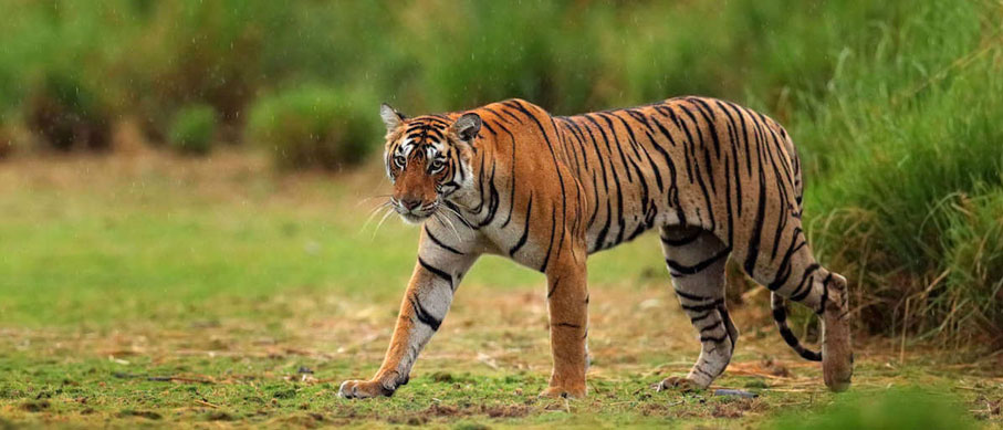 8 Tigers To Be Relocated To Sahyadri Tiger Reserve From Tadoba and Pench