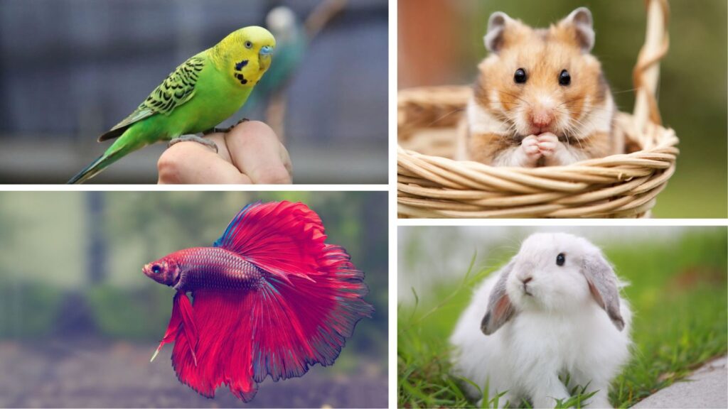 No Time? No Problem! These Pets Make Life Easier