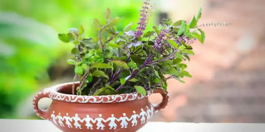 Don’t Let Your Tulsi Plant Dry Up: 7 Mistakes to Avoid and Fixes That Work
