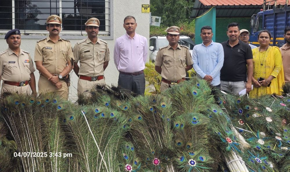 Pune Forest Department Busts Illegal Peacock Feather Trade; 11 Arrested, 500 Kg Feathers Seized