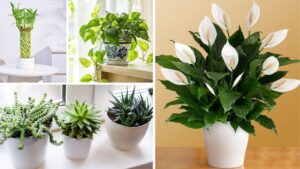 10 Best Small Plants for Office Desks to Freshen Your Workspace