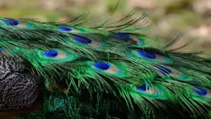 Vastu Secrets: How a Simple Peacock Feather Can Bring Wealth and Harmony to Your Home