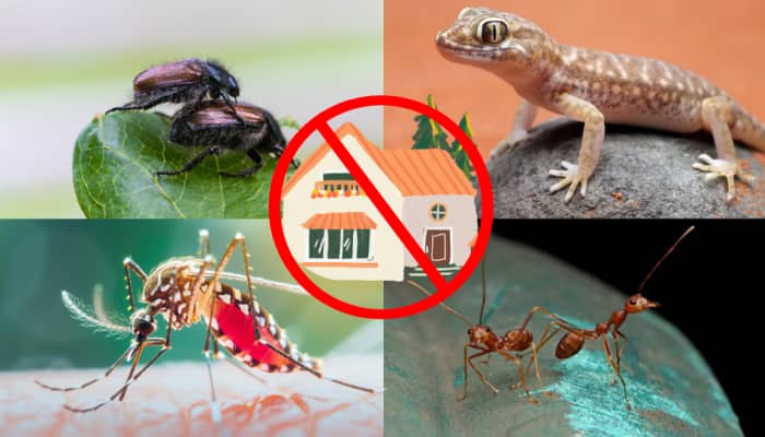 Natural Home Remedies to Keep Mosquitoes, Lizards, Cockroaches, Moths, and Flies Away in Monsoon 
