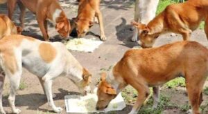 FeeaPune: PMC To Establish Designated Feeding Spots For Stray Dogs d Them at Home If You Care So Much”: Supreme Court Tells Man Seeking Relief for Street Dogs