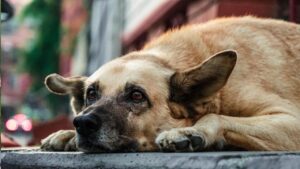 Feeding Stray Dogs Could Be Risky, Says Court , But This Is What Vets and Volunteers Say Works Best