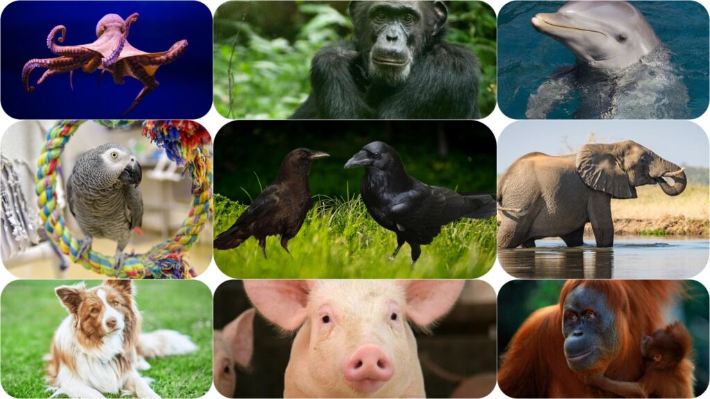 Brains Beyond Books: 10 Animals That Show Us Intelligence Isn’t Just About Exams