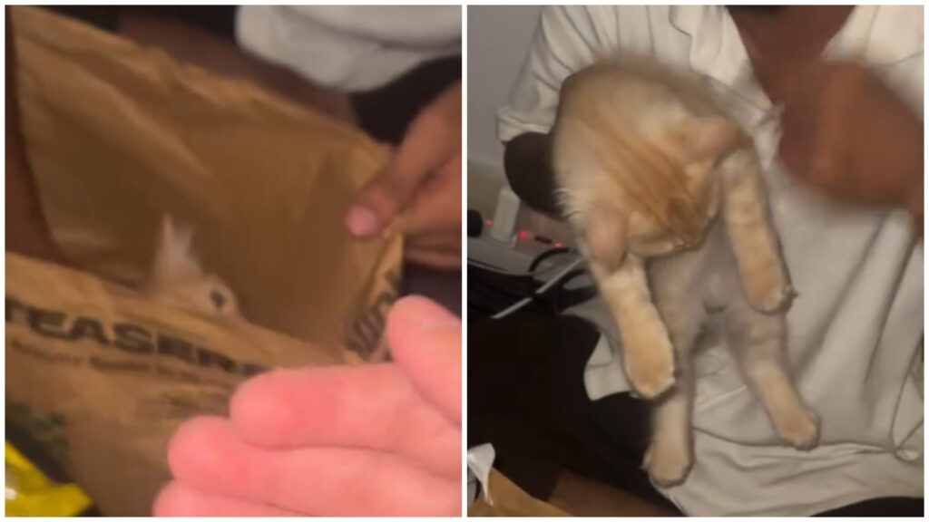 Viral Video – When You Order Munchies and Get a Meow: Blinkit’s “Purr-anormal Activity” Leaves the Internet in Stitches