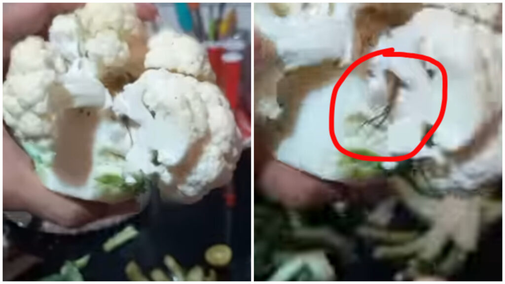 Woman Shocked After Giant Centipede Crawls Out of Cauliflower, Viral Video Sparks Concern