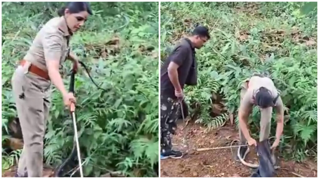 18-Foot King Cobra Rescued in Minutes: Kerala Forest Officer’s Daring Act Wins the Internet