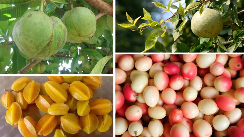 India’s Forgotten Fruits: 5 Local Superfoods Making a Comeback