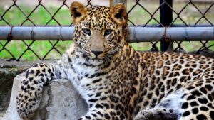 Cheetah, Jaguar or Leopard? 90% People Get This Wrong, Here’s How to Tell Them Apart Instantly