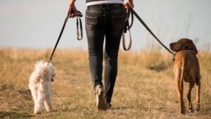 Maharashtra Man Claims ₹4.5 Lakh Monthly Income from Dog Walking, Sparks Viral Buzz