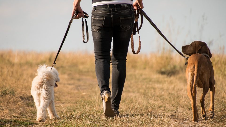 Maharashtra Man Claims ₹4.5 Lakh Monthly Income from Dog Walking, Sparks Viral Buzz