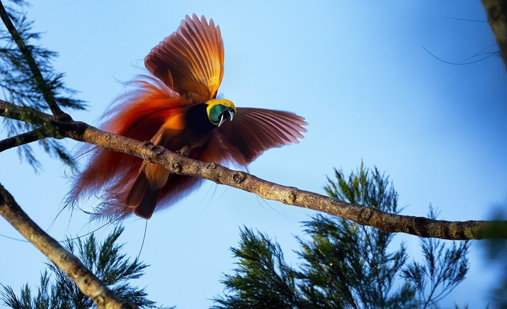 Nature’s Most Beautiful Dancers: Birds of Paradise Use Dazzling Colors and Dance to Survive, Now Threatened by Deforestation