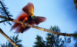 Nature’s Most Beautiful Dancers: Birds of Paradise Use Dazzling Colors and Dance to Survive, Now Threatened by Deforestation